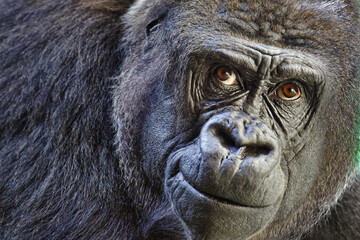 Western lowland gorilla - Gorilla gorilla