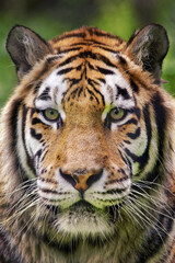 Siberian tiger - Panthera tigris altaica