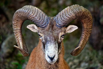 European mouflon (male) - Ovis orientalis musimon - obrazy, fototapety, plakaty