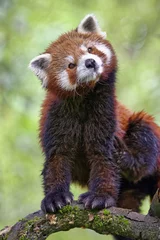 Poster Red panda - Ailurus fulgens © Fab