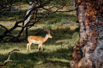 Naklejka na ściany i meble Male impala - Aepyceros melampus