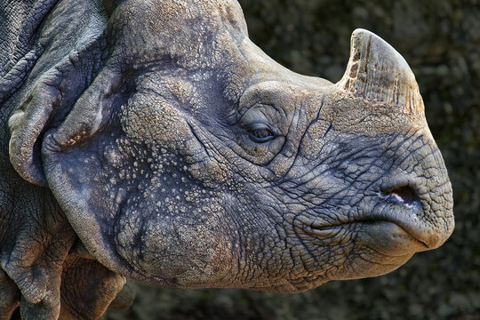 Great indian rhinoceros - Rhinoceros unicornis