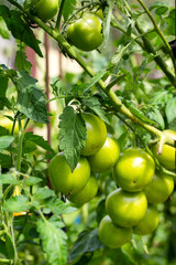 Late unripe green tomatoes grow in the garden in summer. Growing tomatoes as a business....