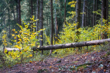 View of a fallen tree in the forest in autumn. Landscape of cloudy weather in the forest in autumn. Autumn yellow leaves on branches of bushes.
