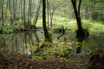 Swampy area near the Vyacha reservoir in autumn, Belarus. Green water and fallen trees, fallen yellow leaves on ground. Forest hike in cloudy autumn day.