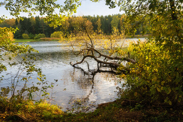 The bank of the Vyacha reservoir in autumn, Belarus. Fallen tree in water of reservoir, fallen yellow leaves on ground. A short walk near the water on a sunny day.
