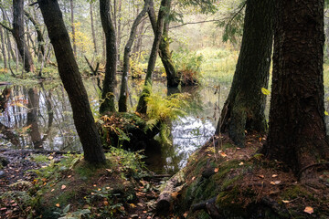 View on swampy area with dark trees trunks and green water, fallen leave and trees. Dry yellowed grass in places. Forest hike in cloudy autumn day.