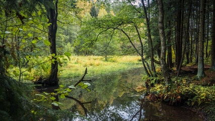 Autumn landscape swamp. Swampy places near lake. Small islands in swamp with dry yellow grass. Narochansky National Park, lake Bolduchitsa. - obrazy, fototapety, plakaty