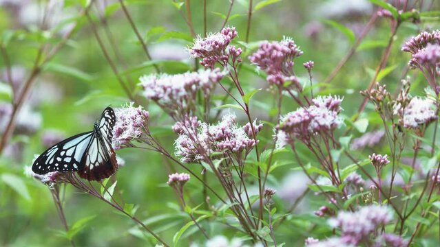 A blue butterfly sitting on a flower, Chestnut tiger butterfly, Bug or insect
