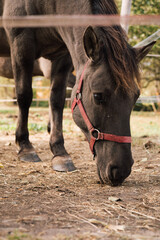 portrait of a horse