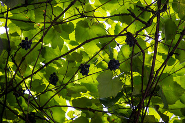 bunches of grapes hanging on the vine, agriculture in the middle of the city