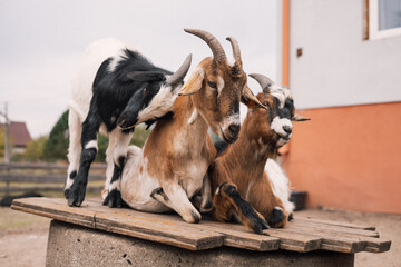 goats on the farm 