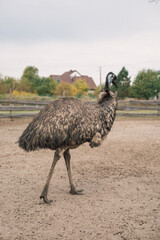 ostrich in the wild