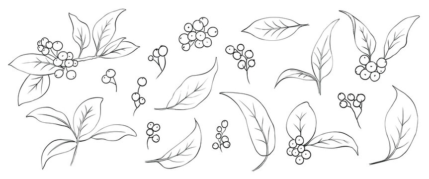 Set of Christmas berries drawn with lines elements