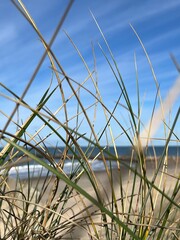 Sea view through beach grass