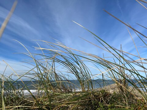 grass and sky