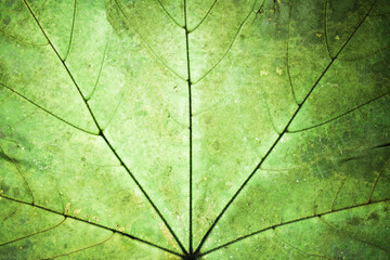 Green yellow autumn leaf background. Vibrant golden color natural veins texture. Closeup macro...