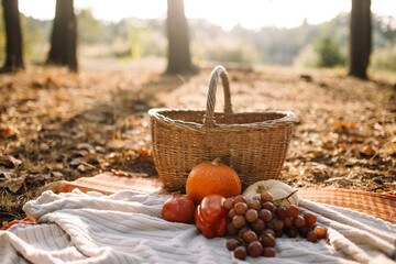 Wicker basket with autumn harvest on a picnic in the forest. 