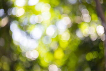 Obraz premium green bokeh abstract light background from nature under tree shade.