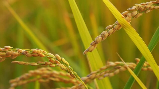 Rice fields at dusk, rice before harvest, nature's bounty