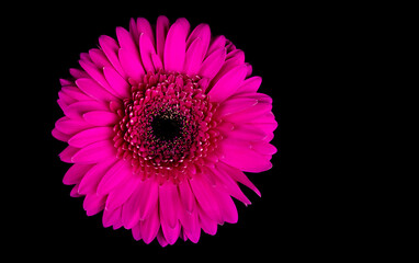 Bright pink gerbera flower close-up on a black background