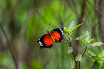 Butterfly in rainforest nature in the rays of sunlight summer in the spring background