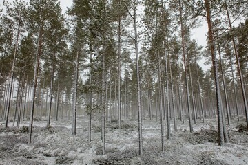 Tree trunks and ground covered with snow in windy winter weather, Lohtaja, Finland.