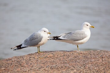 Common gulls (Larus canus) or sea mews standing on rock in spring.