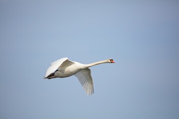 Mute swan (Cygnus olor) in flight in spring.