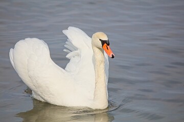 Mute swan (Cygnus olor) swimming in sea in spring.