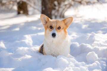 cute welsh corgi dog walking in the snow in winter