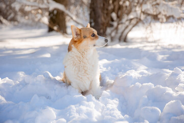 cute welsh corgi dog walking in the snow in winter