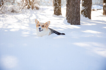 cute welsh corgi dog walking in the snow in winter
