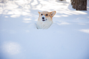 cute welsh corgi dog walking in the snow in winter