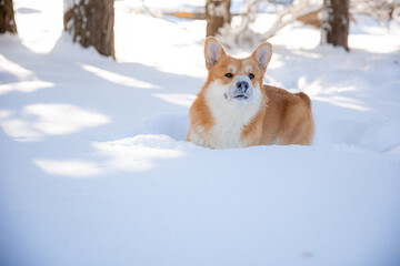Naklejka na ściany i meble cute welsh corgi dog walking in the snow in winter
