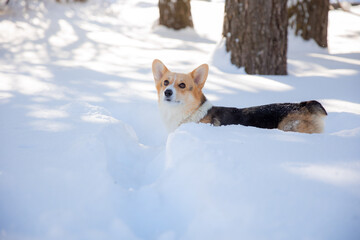 cute welsh corgi dog walking in the snow in winter