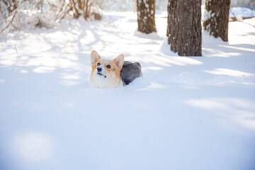 cute welsh corgi dog walking in the snow in winter