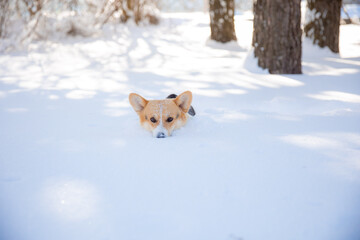 cute welsh corgi dog walking in the snow in winter