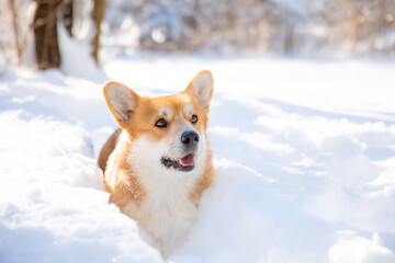 cute welsh corgi dog walking in the snow in winter