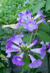 ニンニクカズラ