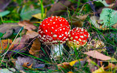 Amanita muscari, fly agaric beautiful red-headed hallucinogenic toxic mushroom
