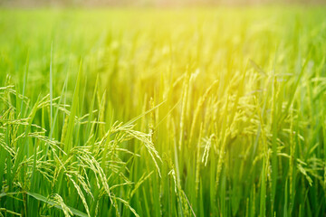 green rice field background close up beautiful yellow rice fields soft focus