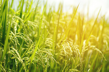 green rice field background close up beautiful yellow rice fields soft focus