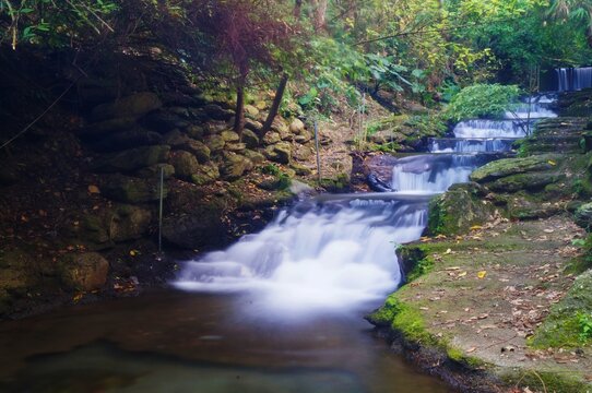 multi-layered wild streams,a natural  ecology  full of phytoncide