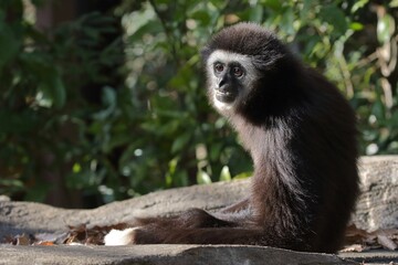 座って休むシロテテナガザル