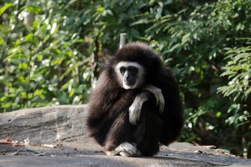 座って休むシロテテナガザル