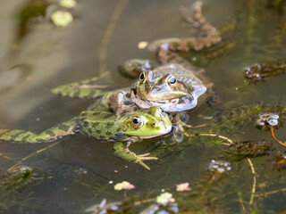 Marsh Frog