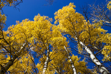 Looking up at the tops of poplar trees with golden fall leaves. 