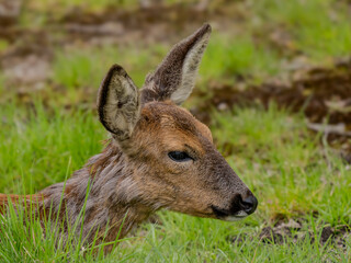 Roe Deer Head in Grass