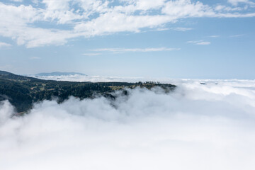 Aerial Photography of Pine Tree Forest and Cloud